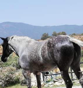 Hacks in Estepona with Ranch Siesta Los Rubios - video